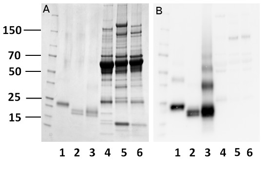 western blot using anti-mouse bikunin antibody