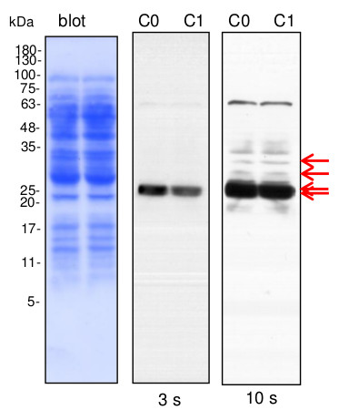 western blot using anti-plant AOX antibodies