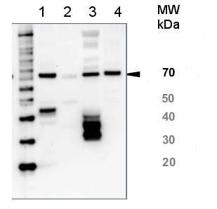 western blot using anti-HSP70 global antibody