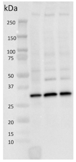 Western blot using anti-cyt f antibodies