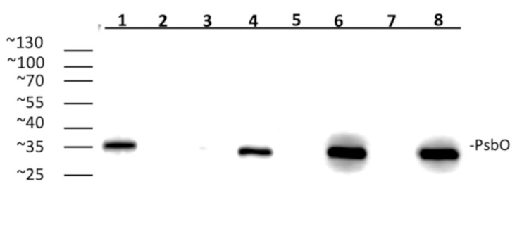 Anti-PsbO antibodies with reactivity to Eucalyptus