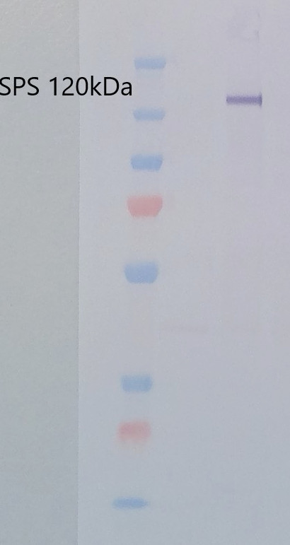 Western blot using anti-SPS (maize) antibodies