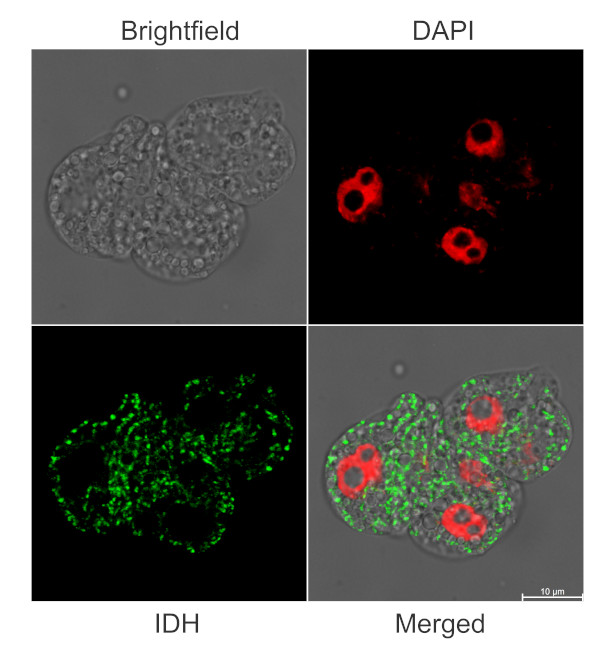 Immunofluorescent localization of IDH, using anti-plant IDH compartment marker antibodies of mitochondrial matrix