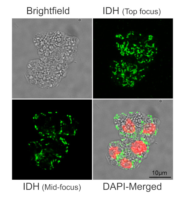 Immunofluorescence of mitochondrial matrix, using anti-plant IDH antibodies in rice culture