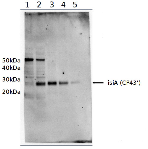 western blot using anti- isiA (CP43')