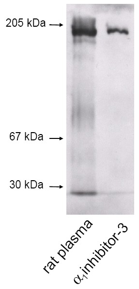 https://www.agrisera.com/dokument/bibliotek/Image/AS07%20272%20western%20blot.jpg