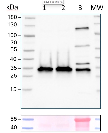 Western blot using V-ATPase antibodies, tonoplast marker