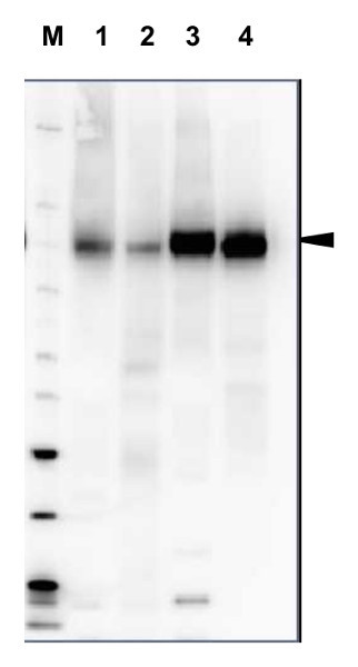 Western blot detection of plant H+ATPase