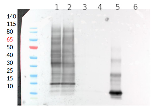 Western blot using anti-xylose antibodies