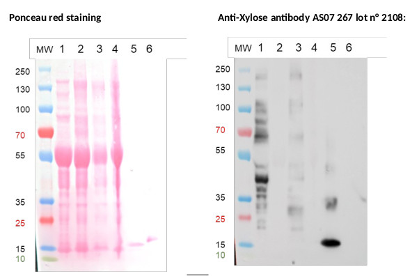 Western blot using anti-xylose antibodies lot 2108