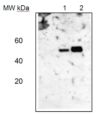 AS08 304 western blot picture.jpg