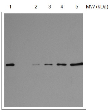 AS08 309 western blot.jpg