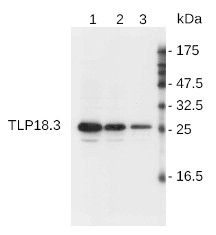 AS08 369 western blot.jpg