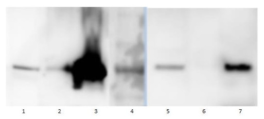 Western blot using anti-Toc75 POTRA3 antibodies