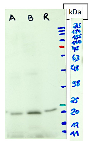 Western blot detection of PsbS in Arabidopsis, Barchypodium and rice