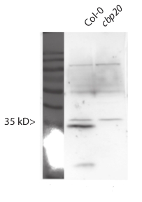 western blot detection of plant CBP20
