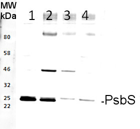 western blot using anti-PsbS rabbit antibodies