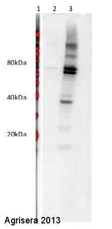 western blot detection using anti-soy protein antibodies