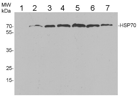 multi species western blot using anti-HSP70 antibodies