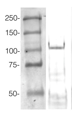 western blot using anti-AGO4 antibodies