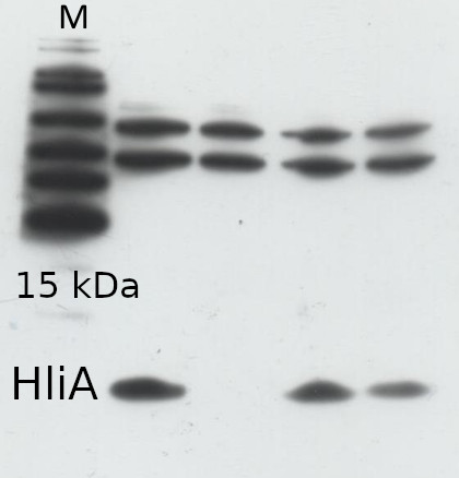 Western blot using anti-HliA antibodies