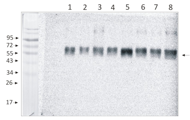 Western blot with PsaB antibodies