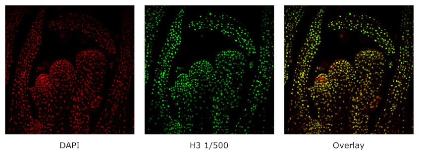 Immunofluorescent localization of histone 3 in Arabidopsis thaliana