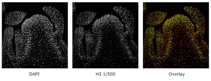 Immunofluorescent localization of histone 3 in Cardamine hirsruta