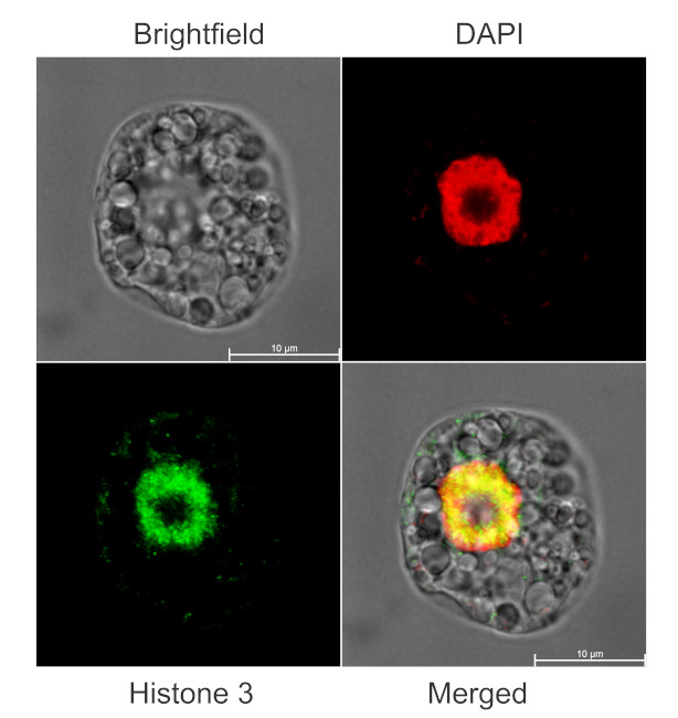 Immunofluorescent detection of plant histone 3 using Agrisera antigen affinity purified antibodies