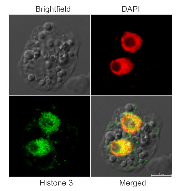 Immunofluorescent localization of plant histone 3 in rice suspension culture