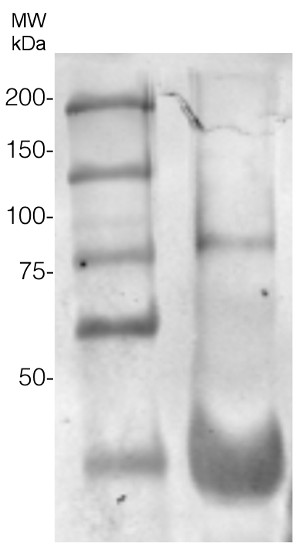 western blot using anti-AGO6 antibodies'