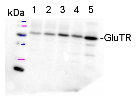 western blot detection using GluTR antibodies