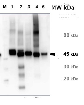 western blot detection of Rubisco activase in various species