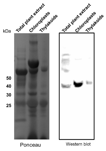 western blot using anti-TIC40 antibodies