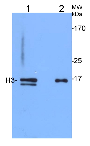 Histone H3 plant antibody western blot example