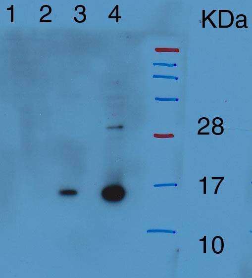 western blot using anti-HTA9 antibodies