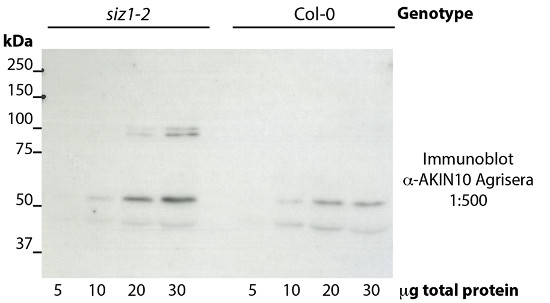 western blot using anti-AKIN10 antibodies
