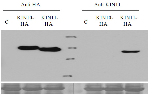 western blot with anti-AKIN11 antibodies