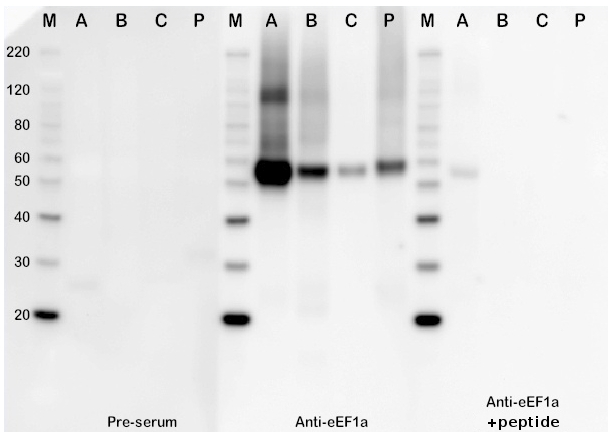 western blot using anti-plant elongation factor antibody eEF1a