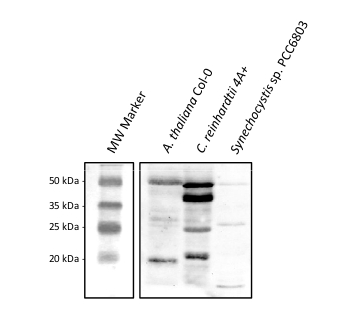 western blot detection of CGL78 protein