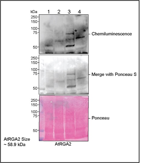 Western blot using anti-GAI antibodies