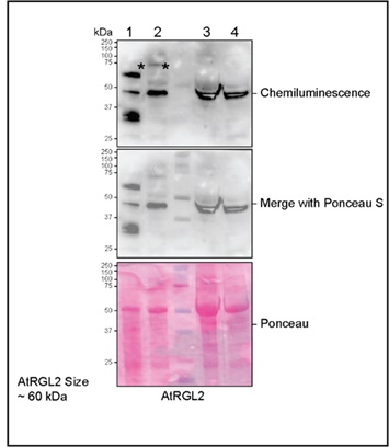 Western blot using anti-RGL2 antibodies