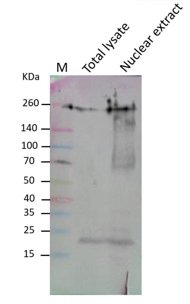 Western blot using anti-plant RPB1 antibodies