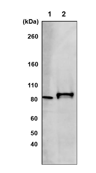 western blot detection of AAA2 domain