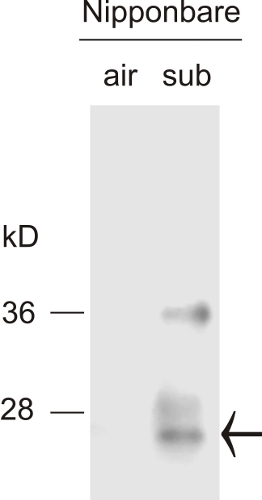 western blot detection of Sub1C protein in rice