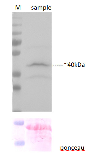 western blot using anti-C-YFP polyclonal antibodies