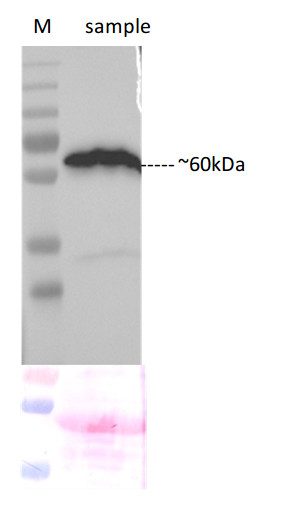 western blot using anti-N-YFP polyclonal antibodies