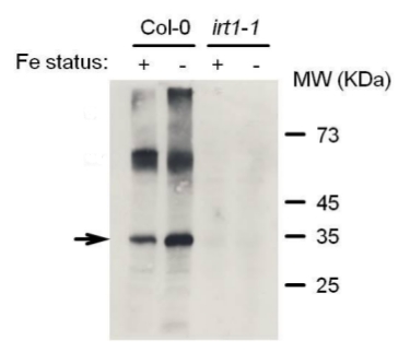 western blot detection using anti-IRT1 antibody