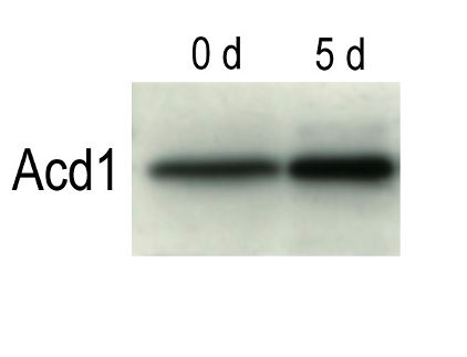 western blot using Acd1 antibody