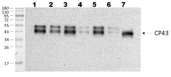 western blot using anti-CP43 antibodies